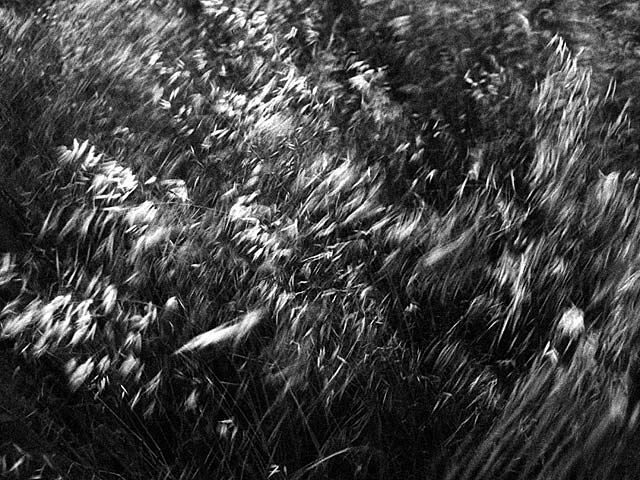 Vent de Provence 1989